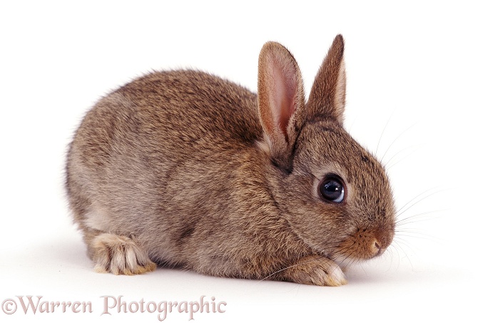 Agouti baby rabbit, white background