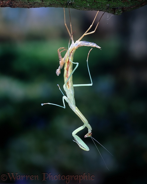Japanese Praying Mantis (Paratenordera ardifolia) casting its skin