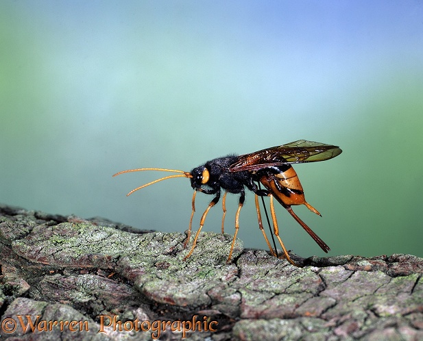 Giant Wood-wasp (Urocerus gigas) female laying eggs in fallen conifer branch