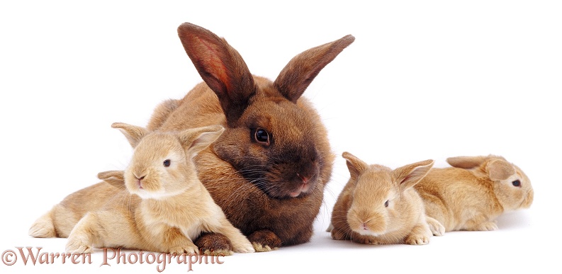 Sooty fawn doe rabbit with her sandy babies, 18 days old, white background