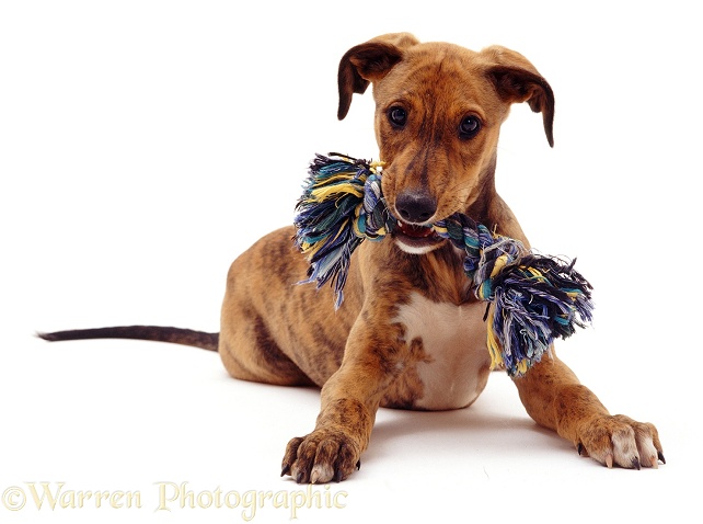 Brindle Lurcher pup Bryn with ragger, 10 weeks old, white background