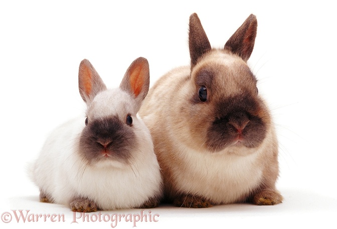 Colourpoint Netherland Dwarf male rabbit Boson, with his young son, white background