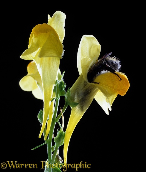 Common Carder Bee (Bombus pascuorum) entering the flower of Yellow Toadflax (Linaria vulgaris) which is designed to exclude most other insects.  Europe