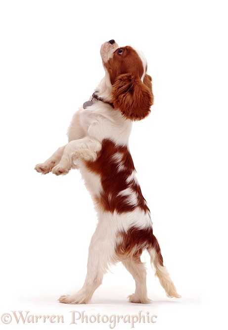 Cavalier King Charles on hind legs, white background
