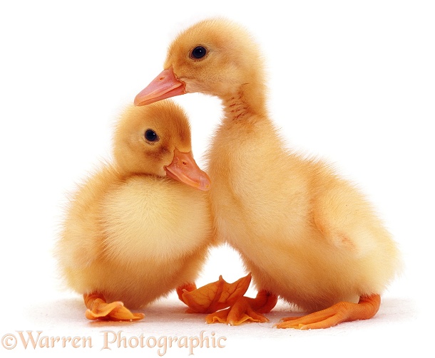 Ducklings, white background