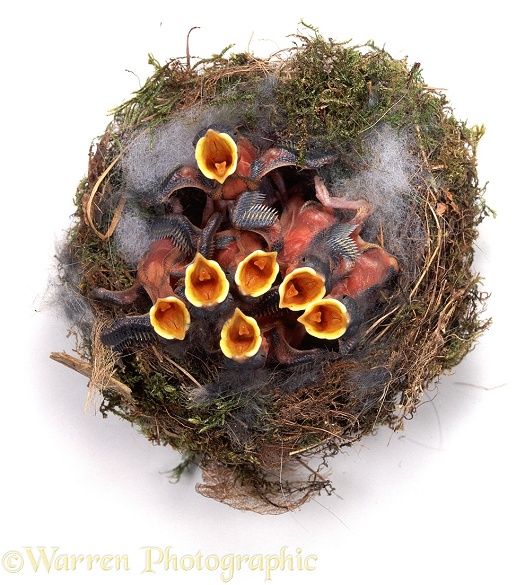 Great Tit (Parus major) nest, eyes opening Day 5, white background