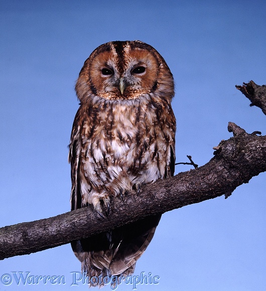 Tawny Owl (Strix aluco) with eyes partly closed in daylight.  Europe