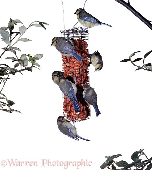 Blue Tit (Parus caeruleus) juveniles feeding together harmoniously.  Europe, white background