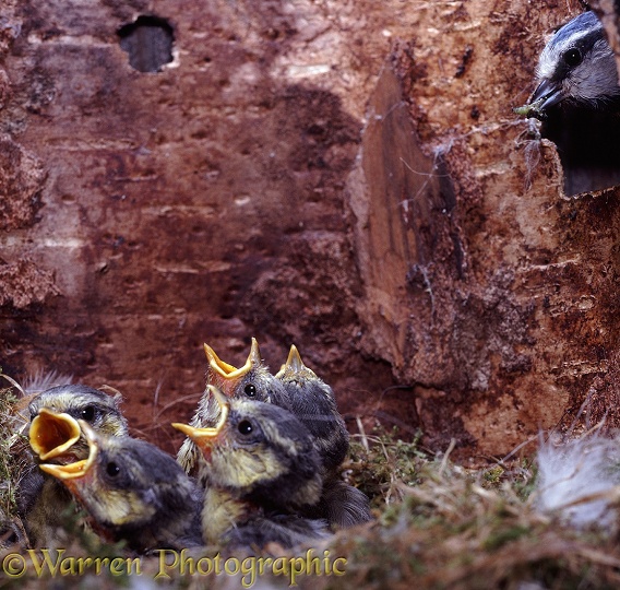 Blue Tit (Parus caeruleus) parent bringing caterpillar young in nest.  Europe