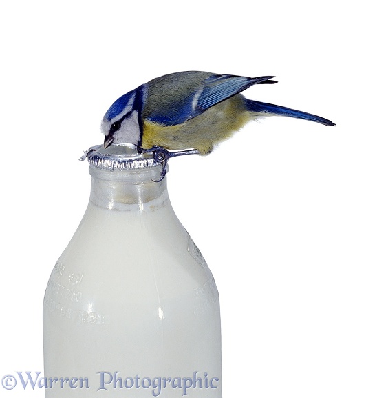 Blue Tit (Parus caeruleus) drinking cream from top of milk bottle, white background