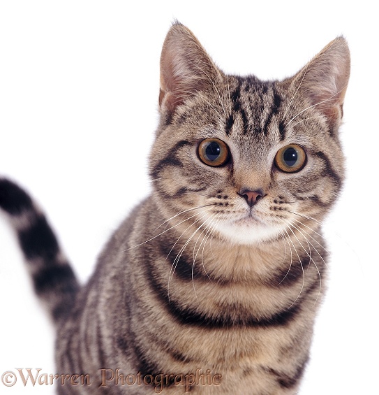Tabby Shorthair cat Lowlander, white background
