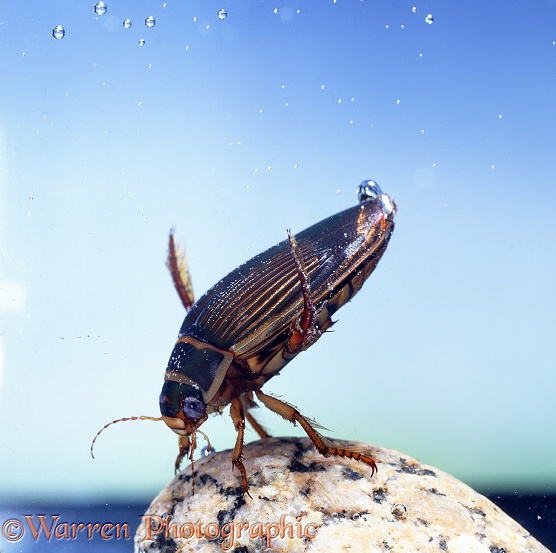 Great Diving Beetle (Dytiscus marginalis) female