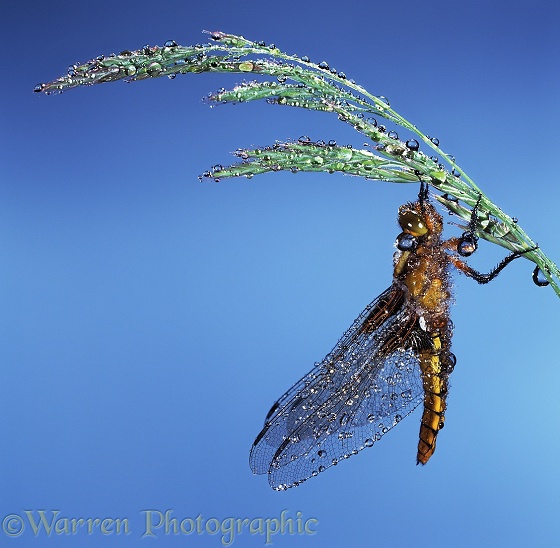 Broad-bodied Chaser Dragonfly (Libellula depressa) after rain.  Europe including Britain