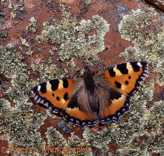 Small Tortoiseshell (Aglais urticae) on a lichen-covered tile