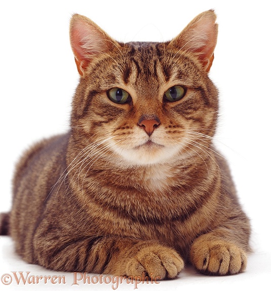 Portrait of striped tabby male cat Nemo, white background