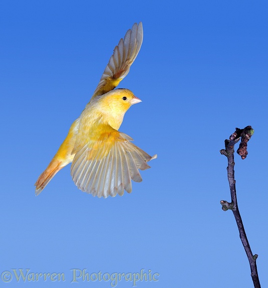 Canary (Serinus canarius) coming in to land