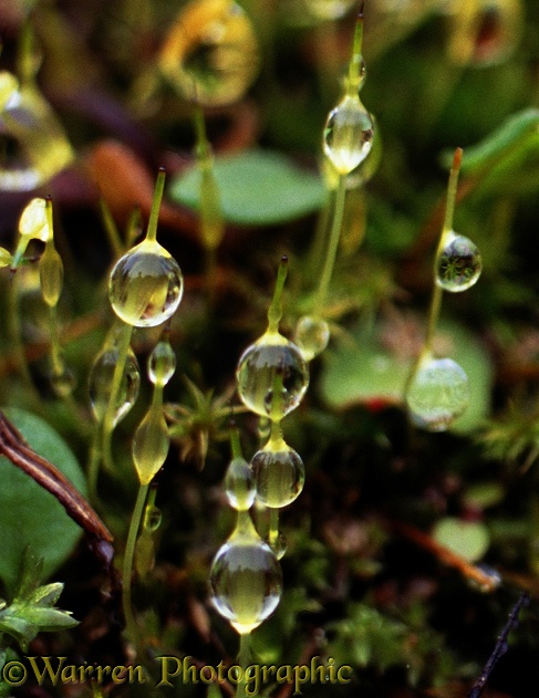 Raindrops collecting on moss