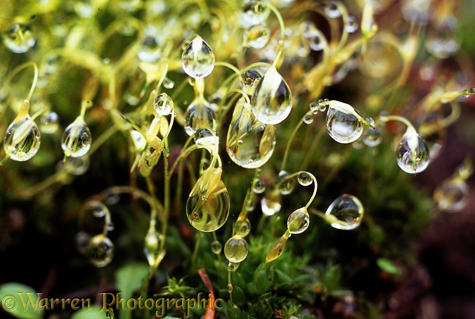 Raindrops collecting on moss