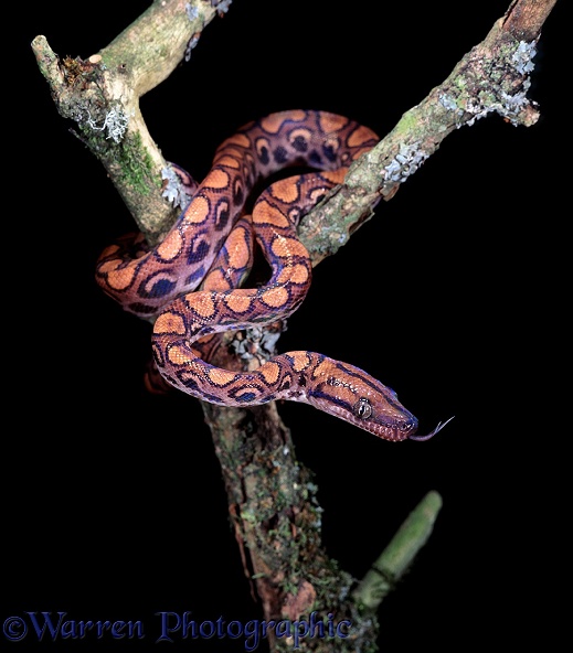 Brazilian Rainbow Boa (Epicrates cenchria) soon after being born.  South America
