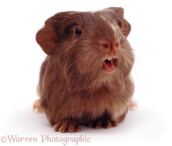 Baby Guinea pig squeaking, white background