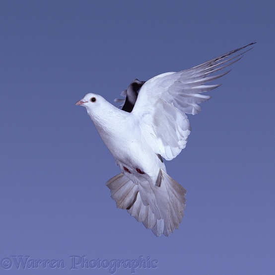 White Feral Pigeon (Columba livia) in flight. Series of 7 No 7
