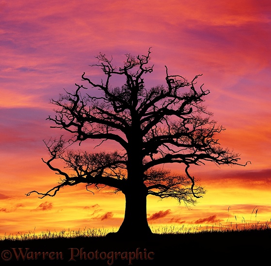 Ockley Oak at sunset