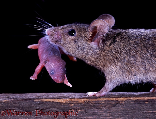House Mouse (Mus musculus) mother carrying 3-day old baby.  Worldwide