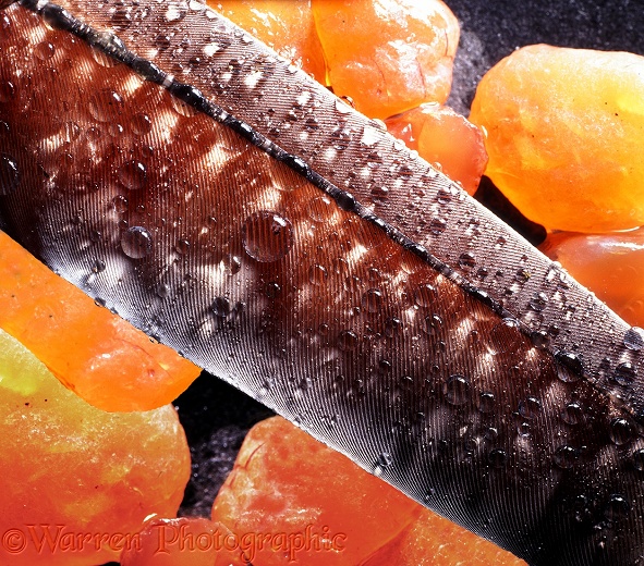 Raindrops on a pigeon wing feather on agate pebbles