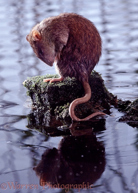 Brown Rat (Rattus norvegicus) grooming after a dip in a pond.  Worldwide