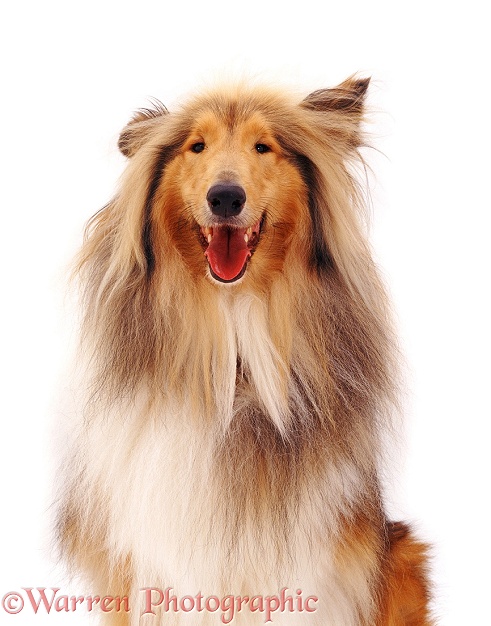 Rough Collie Hadley, white background