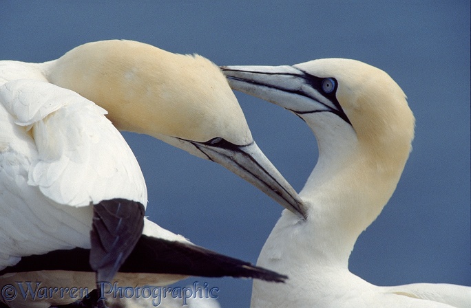 Gannet (Morus bassanus) pair mutual preening.  Atlantic Ocean