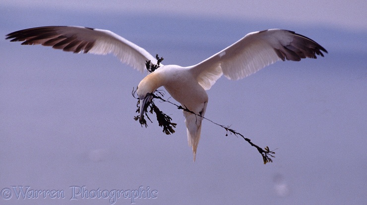 Gannet (Morus bassanus) bringing nesting material.  Atlantic Ocean