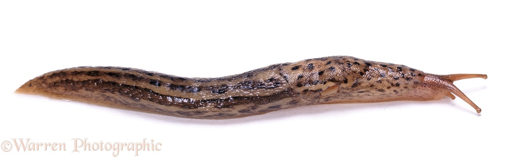 Great Grey Slug (Limax maximus), white background