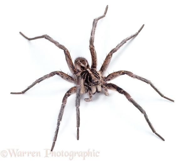 Wolf Spider (Lycosa species) female.  W Australia, white background