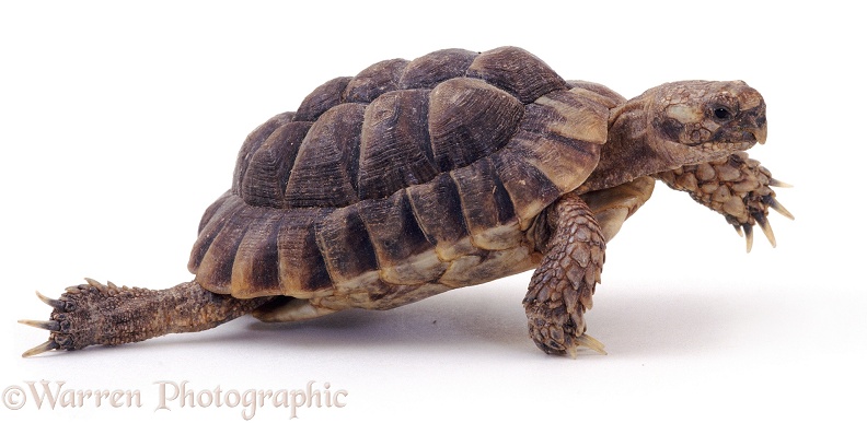 Spur-thighed Tortoise (Testudo graeca), stepping out, white background