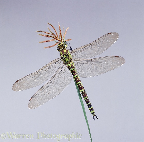 Southern Aeshna Dragonfly (Aeshna cyanea) female