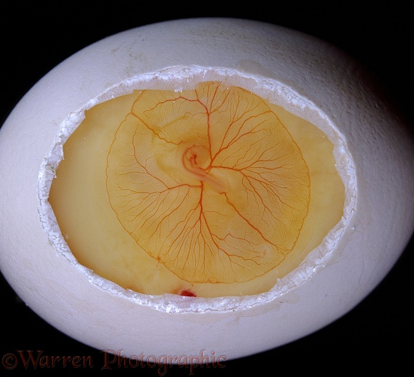 Chicken embryo after 72 hours incubation