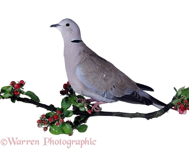 Collared Dove (Streptopelia decaocto) on apple bough.  Europe, white background