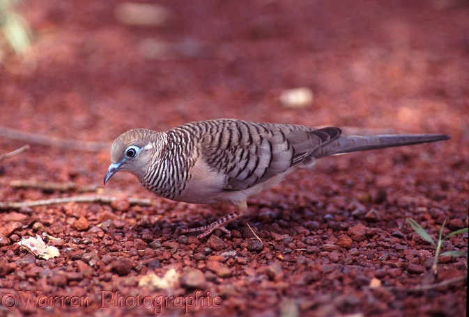 Peaceful Dove (Geopelia placida) feeding on the ground.  Northern Australia