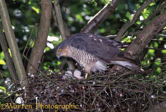 Sparrowhawk (Accipiter nisus) female with young in nest.  Europe