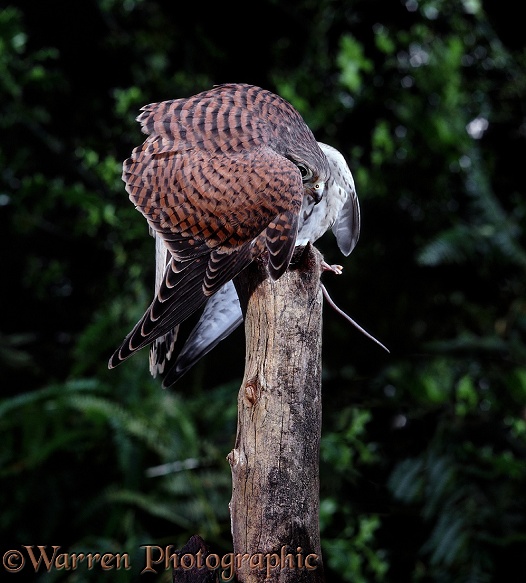 Kestrel (Falco tinnunculus) female 'mantling' over prey.  Europe, Africa