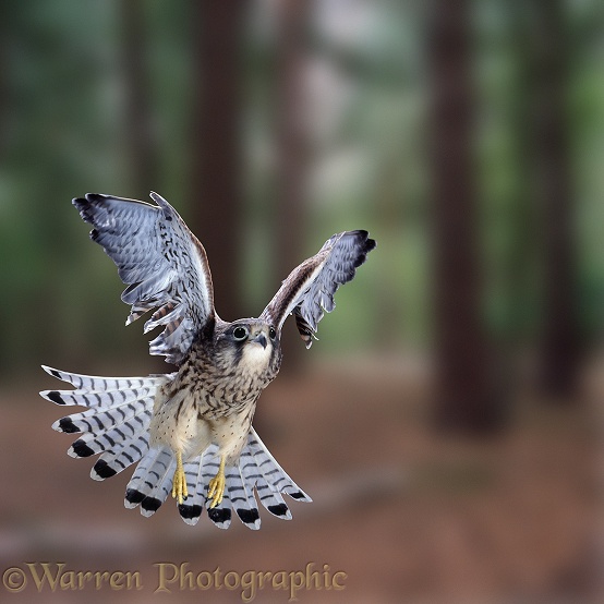 Kestrel (Falco tinnunculus) male taking off.  Europe, Africa