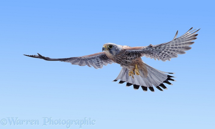 Kestrel (Falco tinnunculus) male in flight.  Europe, Africa