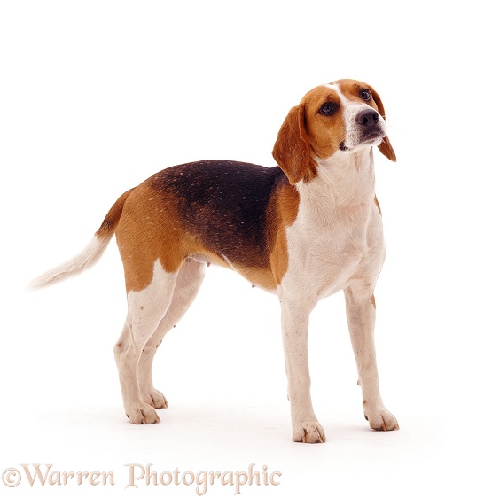 Beagle bitch, Rosie, 18 months old, standing, white background