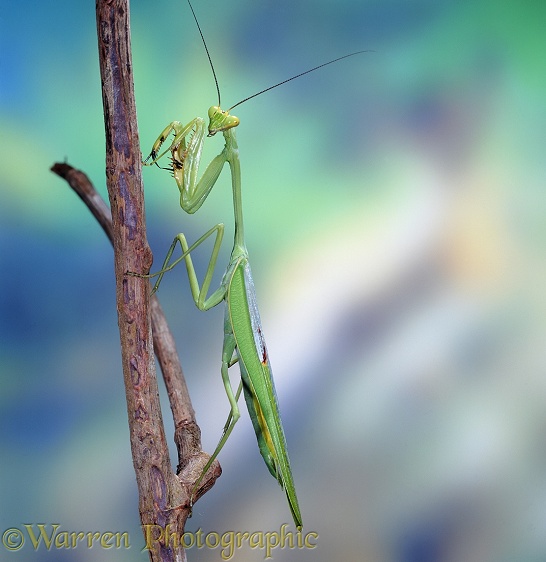 Green mantis (unidentified) adult.  Trinidad, South America