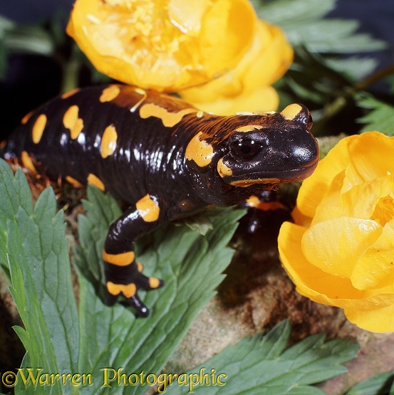 European Fire Salamander (Salamandra salamandra)