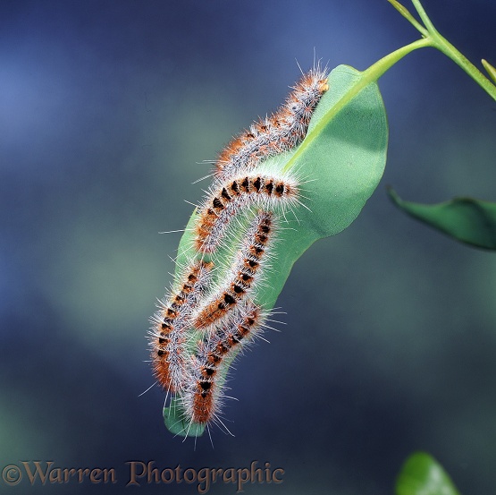 Processionary Moth (Ochrogaster contraria) caterpillars.  NW Australia