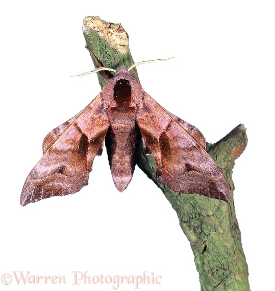 Eyed Hawk Moth (Smerinthus ocellata) at rest.  Europe, white background