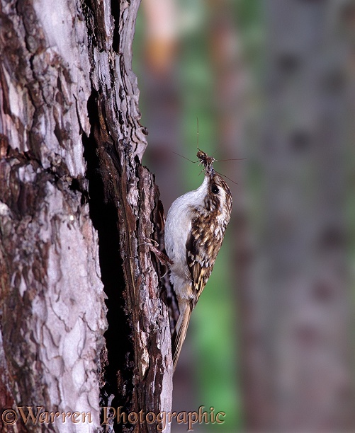 Treecreeper (Certhia familiaris) bringing a beakful of insects and spiders to feed its young.  Europe