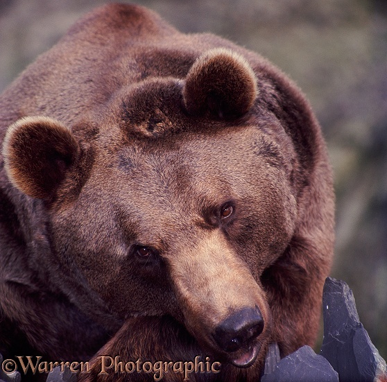 Brown Bear (Ursus arctos)